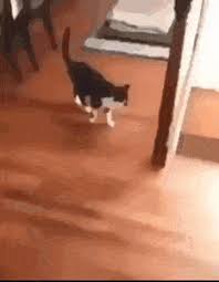 Share the best gifs now >>>. Best Cat Smack Gifs Gfycat