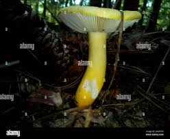 Image result for Russula flavida