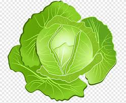 Menggambar dan mewarnai sayuran menggambar com. Gambar Sayuran Gambar Sayur Lukisan Cat Air Sayuran Daun Png Pngegg