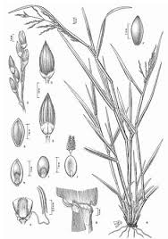Image result for Panicum pilgerianum