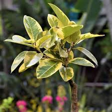 Image result for Ficus demeusei