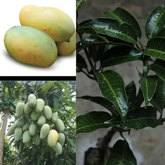 Amrapali Mango