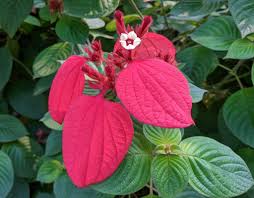 Image result for Mussaenda rivularis