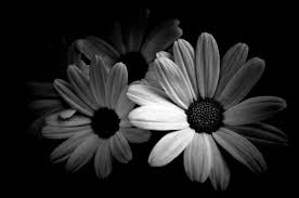 Black And White Daisy Wallpaper Framed Print Black White Daisies Daisy Flower Flowers Picture Poster Art In 2020 Flowers Photography Black And White Wallpaper Black And White Pictures