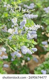 Image result for Rhamnaceae