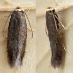 Image result for Stigmella roborella