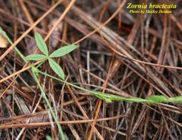 Image result for Zornia setosa