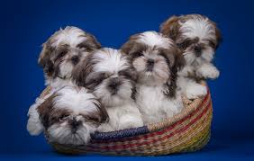 Looking for the perfect shih tzu mix? 47 Free Shih Tzu Wallpaper Downloads On Wallpapersafari