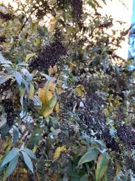 Image result for Buddleja asiatica