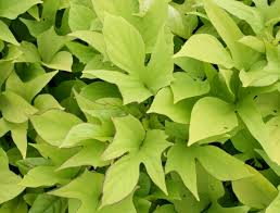 Check spelling or type a new query. Ipomoea Batatas Edible Sweetpotato Ornamental Sweetpotato Sweetpotato Sweetpotato Vine Water Spinach North Carolina Extension Gardener Plant Toolbox