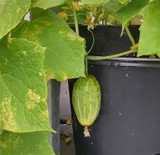 Image result for Cucumis sativus