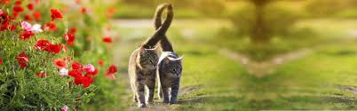 Maybe you would like to learn more about one of these? Ark Veterinary Hospital Complete Pet Care For Happy And Healthy Pets