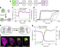 Click on meps fpx icon within the merchant's web page. Ratiometric Biosensors Based On Dimerization Dependent Fluorescent Protein Exchange Nature Methods