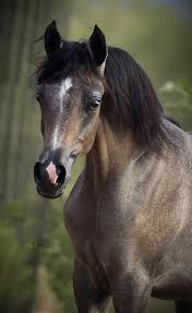 Pin By King Hunter On Horses Beautiful Arabian Horses Beautiful Horses Horse Breeds