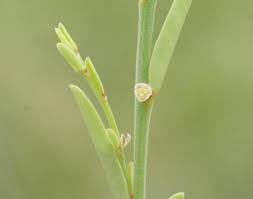 Image result for Phyllanthus glaucophyllus