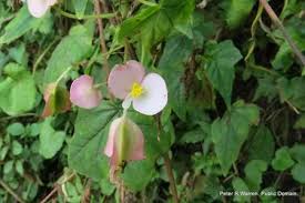 Image result for Sida dregei