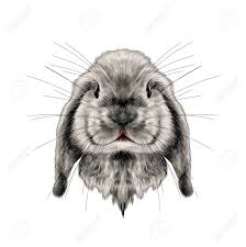 Trouvez les parfaites illustrations speciales lapin sur getty images. La Tete Du Lapin Blanc Pleine Face Symetrique Croquis Vecteur Graphique Image Couleur Clip Art Libres De Droits Vecteurs Et Illustration Image 78550741