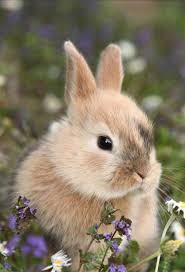 Bunny Wallpaper Cute Baby Bunnies Cute Baby Animals Cute Animals If you have your own one, just send us the image and we will show. bunny wallpaper cute baby bunnies