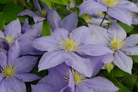 Check spelling or type a new query. May Plant Of The Month Raymond Evison Clematis
