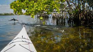 From kayak rentals to where to kayak and more, we've got you covered. B I S C A Y N E N A T I O N A L P A R K K A Y A K T O U R S Zonealarm Results