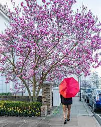 The tree that they belong to is native to the himalayas. What S Your Favourite Flower And Why Notting Hill London In Spring Season Photo By Shadz Ig Instagram Com Shadz Ig