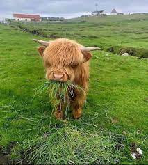 Highland Cattle Calf Eating Eyebleach