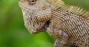 Lizard Up Close Lizard Reptile Zoo Reptiles