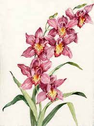 Pink Cymbidium Printy