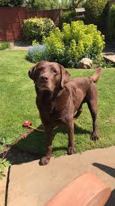 My 8 Year Old Chocolate Lab Waiting For His Ball To Be Thrownhttps I Redd It P9gbcs6078c31 Jpg Lab Dogs Cute Dogs And Puppies Cute Animals
