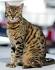 How to Distinguish Between an Ocicat and a Bengal Cat ...