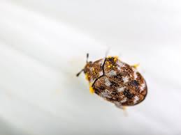 Small black bug with wings in bedroom. Things That Seems Like Bedbugs But Aren T