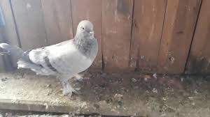 Oyunlu Mardin Yakalama Video Da Guvercin Pigeon Youtube
