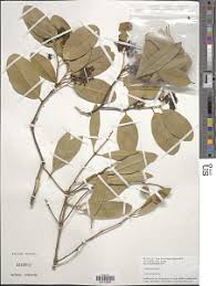 Image result for Boscia matabelensis