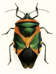 6,967 likes · 32 talking about this. 46 Kunstformen Bernard Durin Ideas Bernard Insects Beautiful Bugs