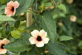 Compare prices & read reviews. 10 Best Annual Flowering Vines For Your Garden