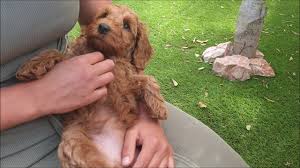 Check spelling or type a new query. Australian Labradoodle Puppys 8 Weeks Youtube