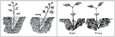 Dwarf trees should be staked. 11 Planting Fruit Saplings B Procedure For Planting Of Container Grown Download Scientific Diagram