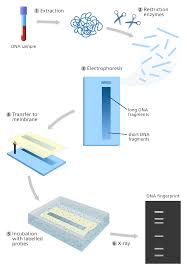 Because human dna is very similar to every other human's dna, dna fingerprinting primarily. Dna Fingerprinting Principle Methods Applications Molecular Biology Microbe Notes