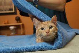When you need to trim your feline's nails or give her medication, there's a common household item that can make the procedure go much more smoothly — a large bath towel. Towel Wrap Your Cat In 5 Scratch Free Steps
