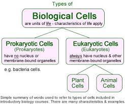 Prokaryotic And Eukaryotic Cells Eukaryotic Cell Biology Worksheet Biology Lessons