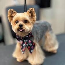 Certified groomer in Campbell River available