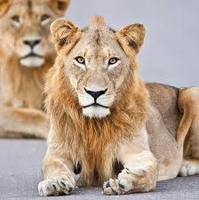 2 Year Old Lion Rocking A Mohawk Lion Lions Pictures