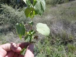 Image result for Hibiscus calyphyllus