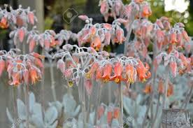 Maybe you would like to learn more about one of these? Flowering Succulent With Orange Flowers In Melbourne Stock Photo Picture And Royalty Free Image Image 67796017