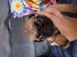 Are there pug puppies for adoption? Pug Puppies For Sale Sherwood Mi 182725 Petzlover