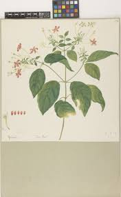 Image result for Combretum psidioides