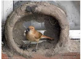 Birds That Make Mud Nests On Houses Photos Bird Builds Its Nest Building A Nest In The Engineering Skill And Impeccability Builds Mud Bird Pretty Birds Nest