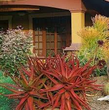 Image result for Aloe cameronii × christianii