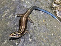 Image result for Tinnea eriocalyx