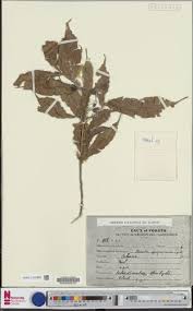 Image result for Rhabdophyllum affine